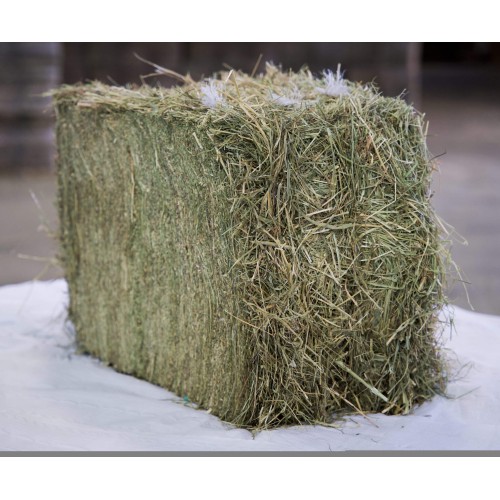 Meadow Hay ToutBio Meadow Hay ToutBio