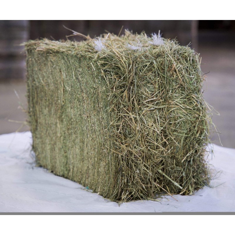 Meadow Hay ToutBio